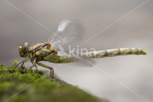 Grote Tanglibel (Onychogomphus uncatus)