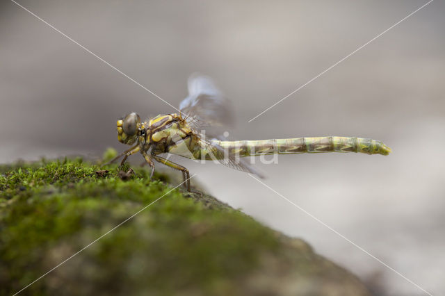 Grote Tanglibel (Onychogomphus uncatus)