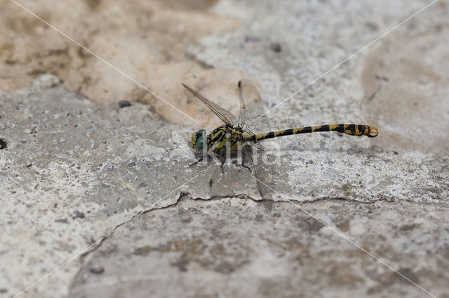 Grote Tanglibel (Onychogomphus uncatus)