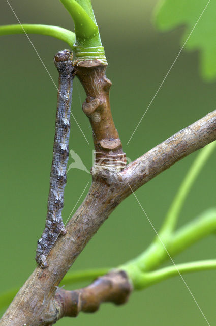 Grote voorjaarsspanner (Agriopis marginaria)