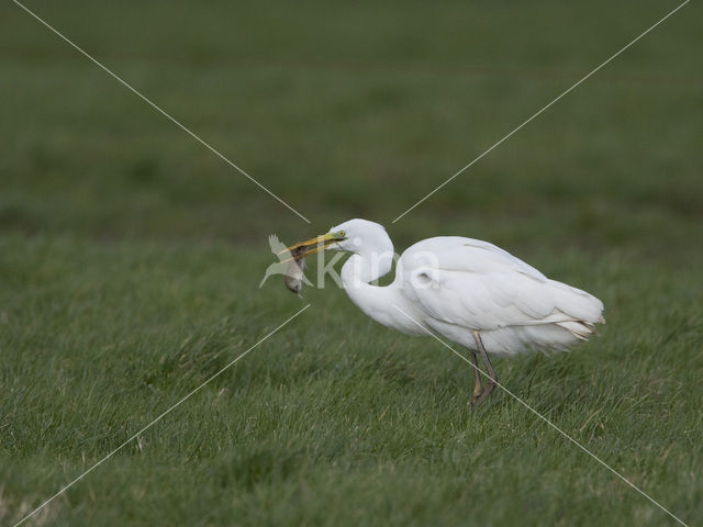Grote zilverreiger (Casmerodius albus)