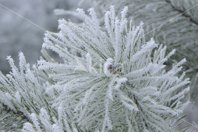 Grove den (Pinus sylvestris)