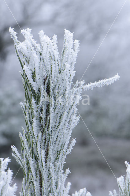 Scots Pine (Pinus sylvestris)