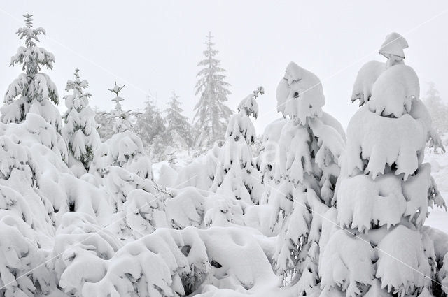 Grove den (Pinus sylvestris)