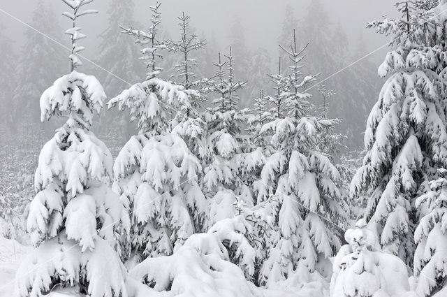 Scots Pine (Pinus sylvestris)