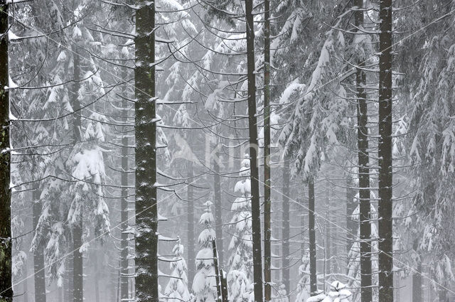 Grove den (Pinus sylvestris)