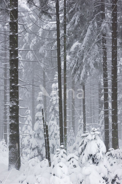 Grove den (Pinus sylvestris)