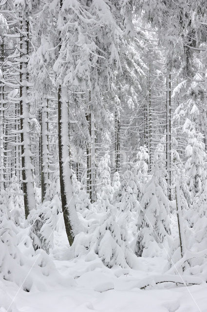 Scots Pine (Pinus sylvestris)