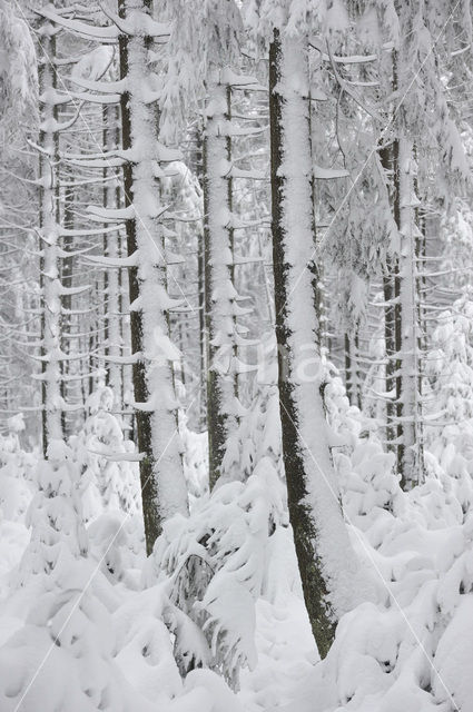 Scots Pine (Pinus sylvestris)