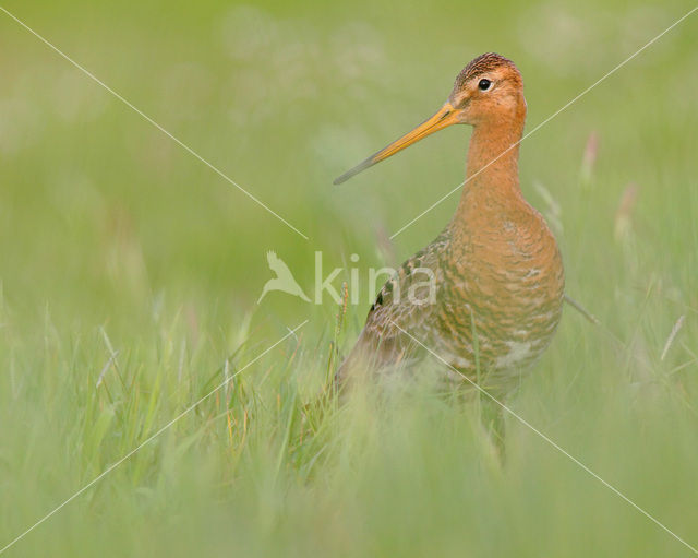 Black-tailed Godwit (Limosa limosa)