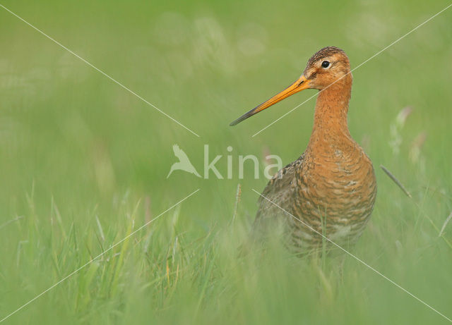 Black-tailed Godwit (Limosa limosa)