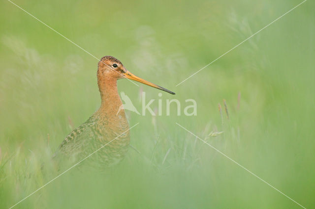 Black-tailed Godwit (Limosa limosa)