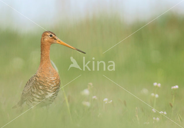 Grutto (Limosa limosa)