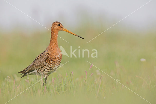 Black-tailed Godwit (Limosa limosa)