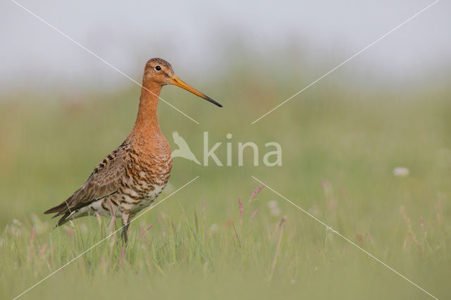 Black-tailed Godwit (Limosa limosa)