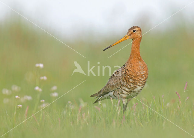 Black-tailed Godwit (Limosa limosa)