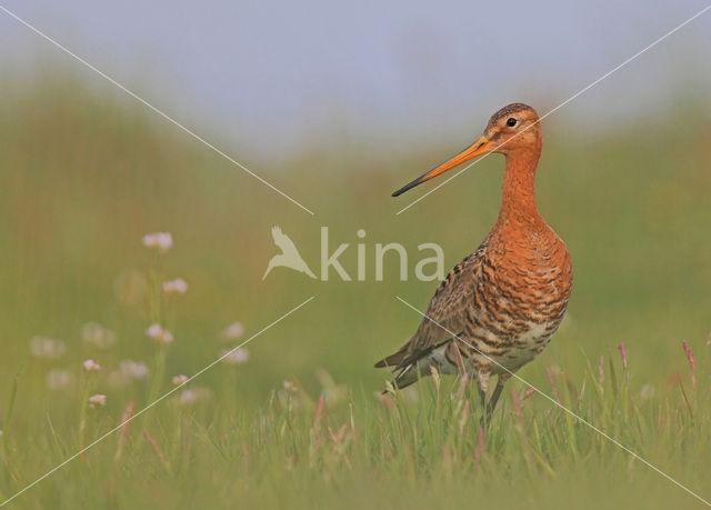 Black-tailed Godwit (Limosa limosa)