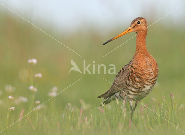 Black-tailed Godwit (Limosa limosa)