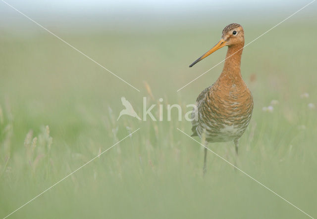 Black-tailed Godwit (Limosa limosa)