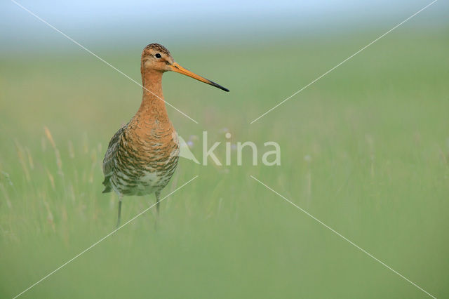 Grutto (Limosa limosa)