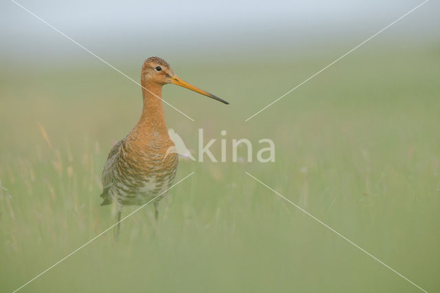 Black-tailed Godwit (Limosa limosa)