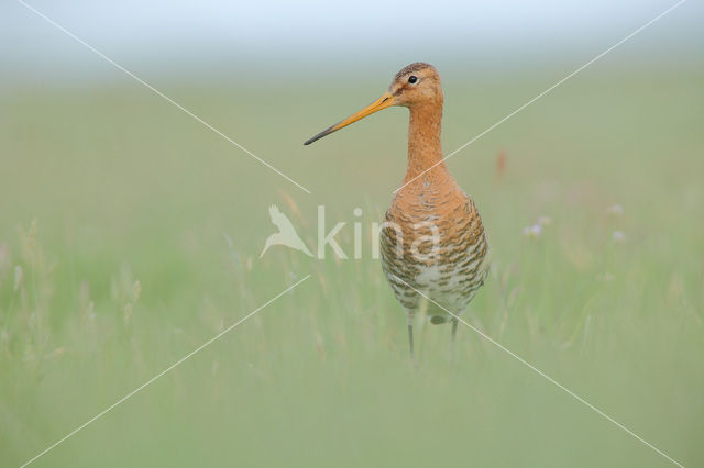 Black-tailed Godwit (Limosa limosa)