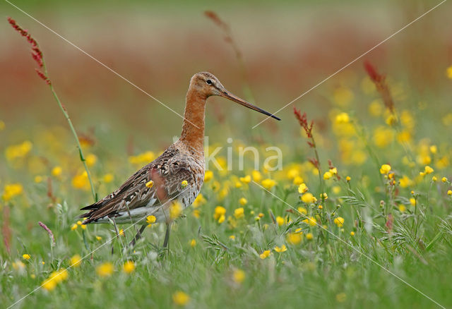 Grutto (Limosa limosa)