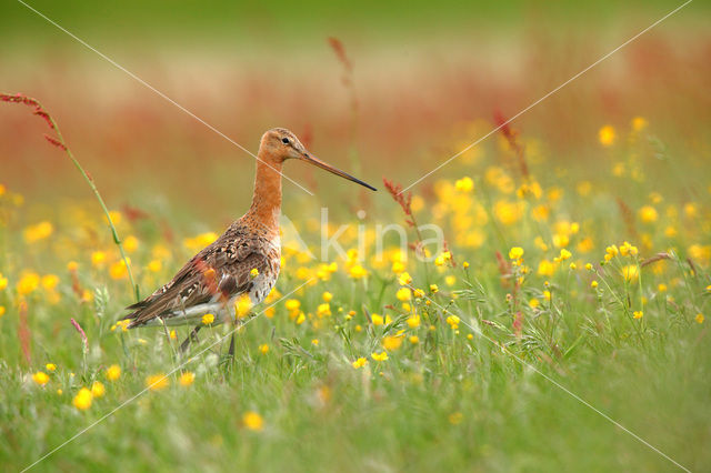 Black-tailed Godwit (Limosa limosa)