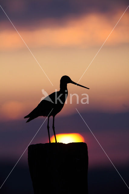 Black-tailed Godwit (Limosa limosa)