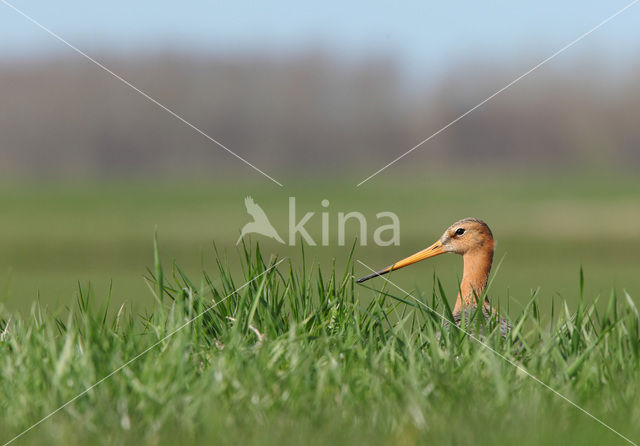 Black-tailed Godwit (Limosa limosa)