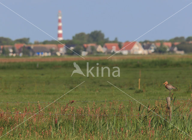 Grutto (Limosa limosa)