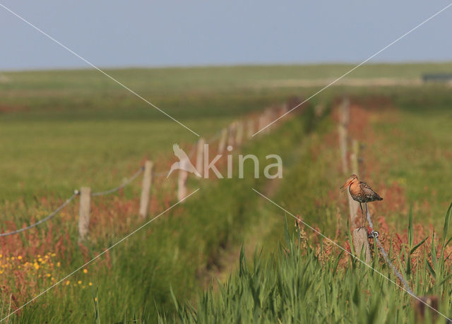 Black-tailed Godwit (Limosa limosa)