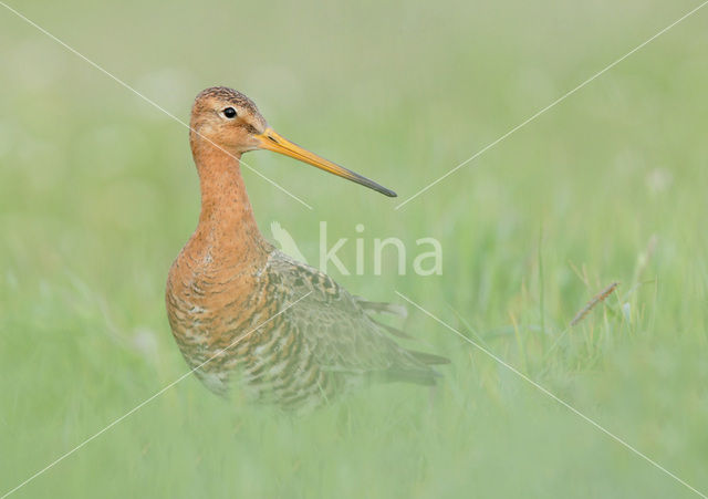 Grutto (Limosa limosa)