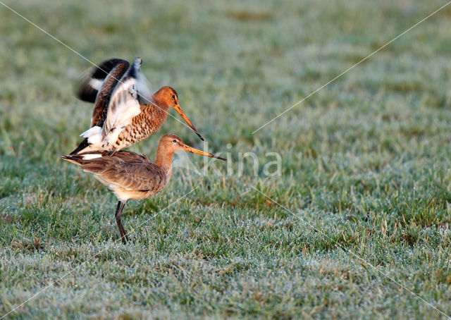 Grutto (Limosa limosa)