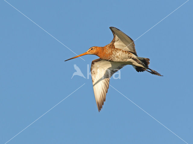 Black-tailed Godwit (Limosa limosa)