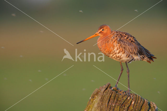 Grutto (Limosa limosa)