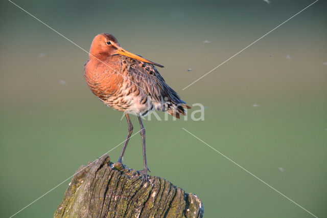 Black-tailed Godwit (Limosa limosa)