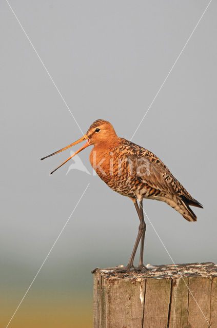 Grutto (Limosa limosa)