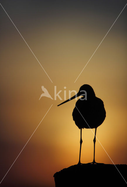 Black-tailed Godwit (Limosa limosa)