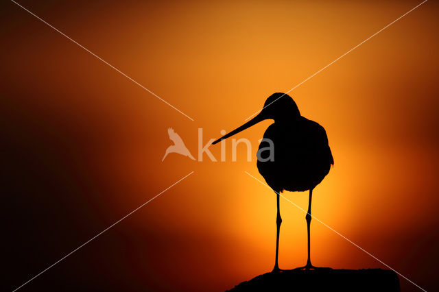Black-tailed Godwit (Limosa limosa)