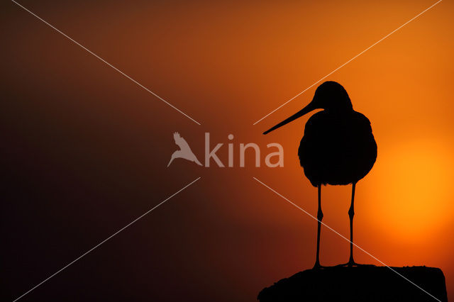 Black-tailed Godwit (Limosa limosa)