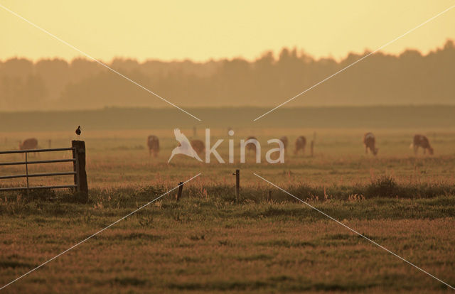 Grutto (Limosa limosa)