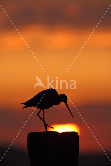 Black-tailed Godwit (Limosa limosa)