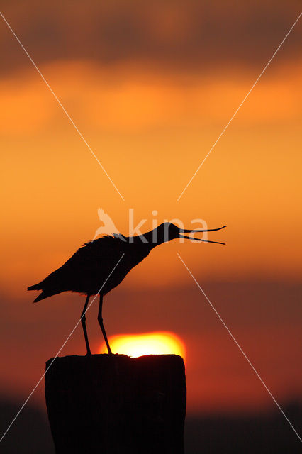 Grutto (Limosa limosa)