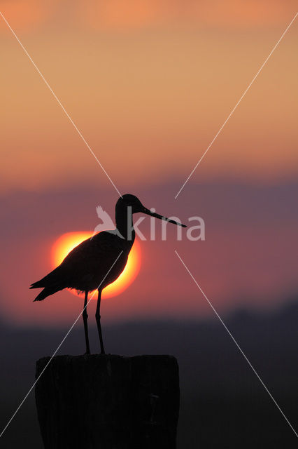 Black-tailed Godwit (Limosa limosa)