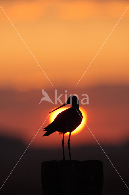 Black-tailed Godwit (Limosa limosa)