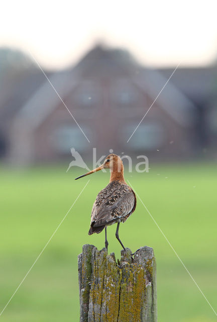 Black-tailed Godwit (Limosa limosa)