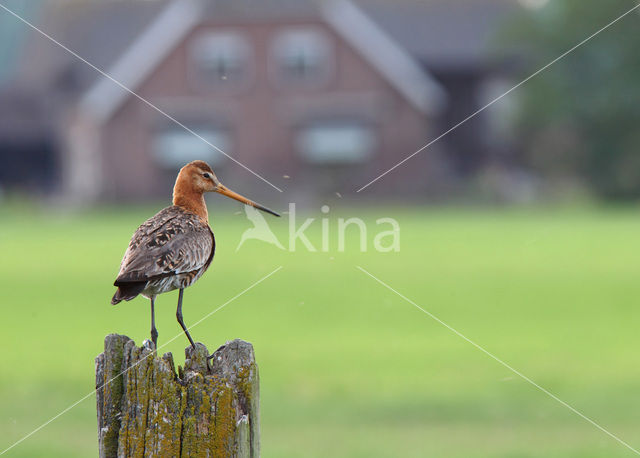 Black-tailed Godwit (Limosa limosa)
