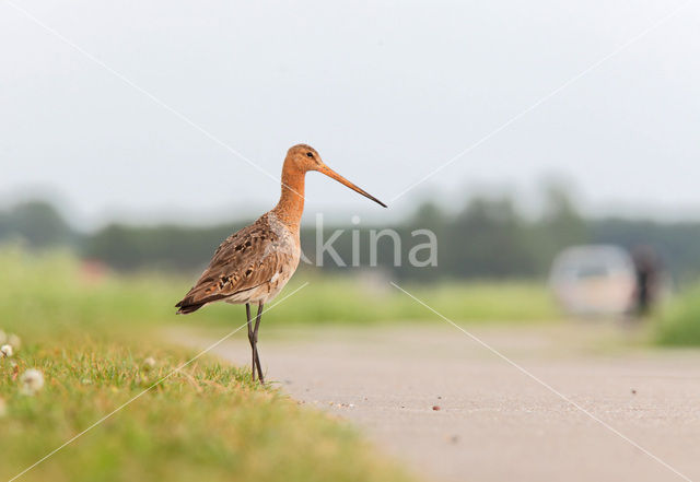 Grutto (Limosa limosa)