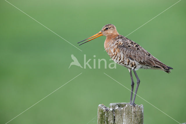 Black-tailed Godwit (Limosa limosa)